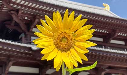 お知らせの背景