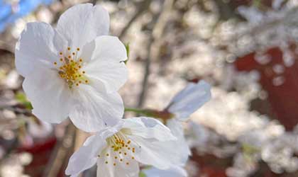 お知らせの背景