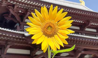 お知らせの背景